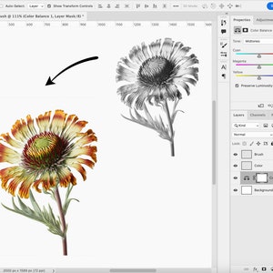 Pode incluir: Um close-up de uma flor com p&eacute;talas laranja, amarelo e vermelho. A flor est&aacute; em foco, enquanto o fundo est&aacute; desfocado. A flor &eacute; um tipo de margarida.