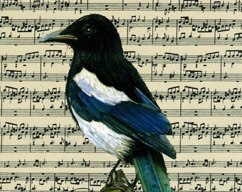 Musical Magpie, Original Giclée Print