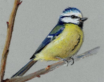 Bluetit - Original Giclée Print