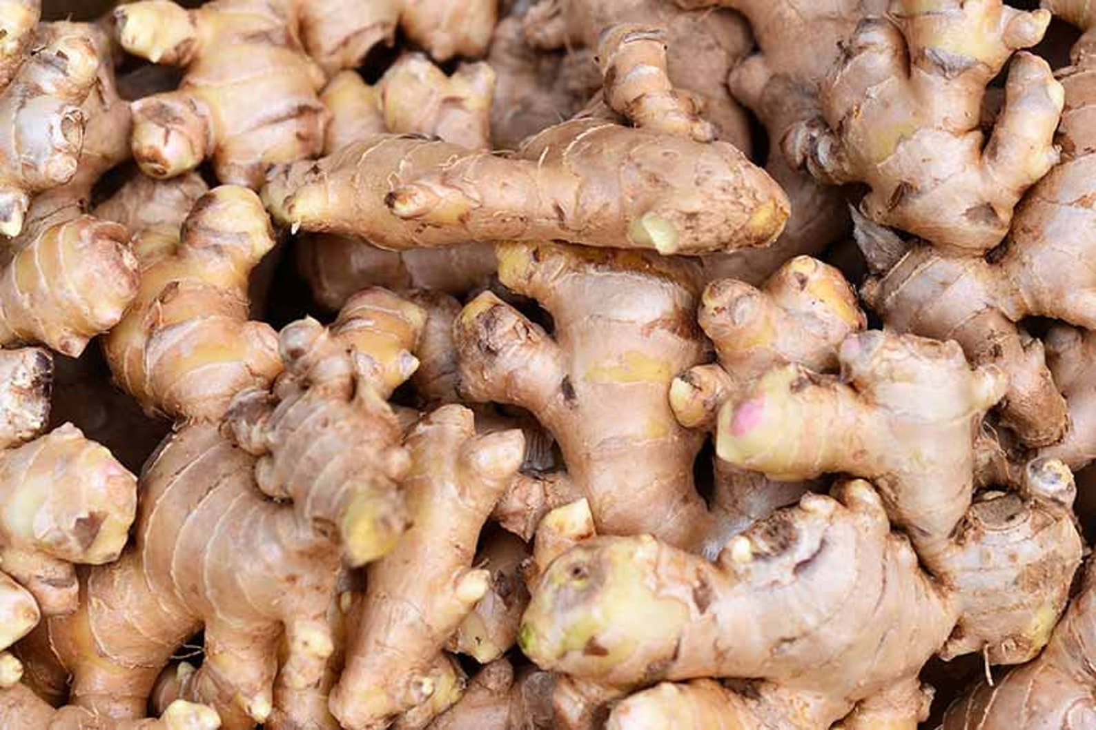 Say Ginger Root In Spanish at Roxanne Nuttall blog