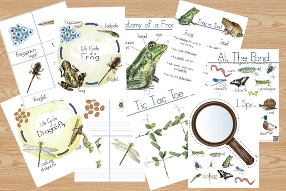 At the Pond Learning Activity Pack PDF  Frog Sensory Bin