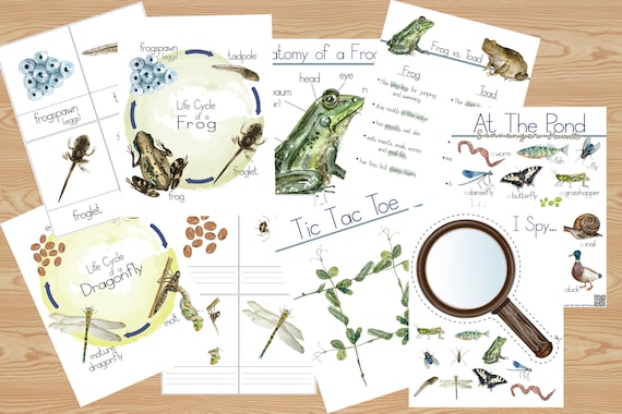 At the Pond Learning Activity Pack PDF Frog Sensory Bin