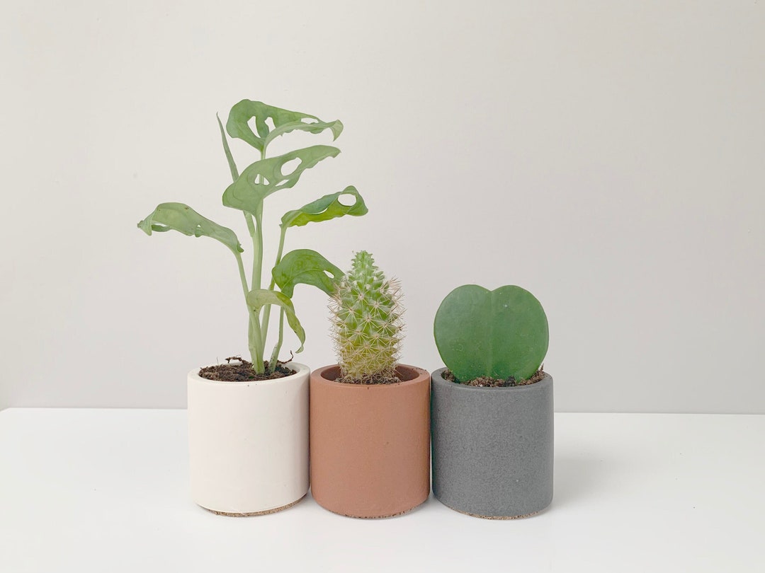 Set of 3 Mini Plant Pots | Minimalist Pot Set - Etsy