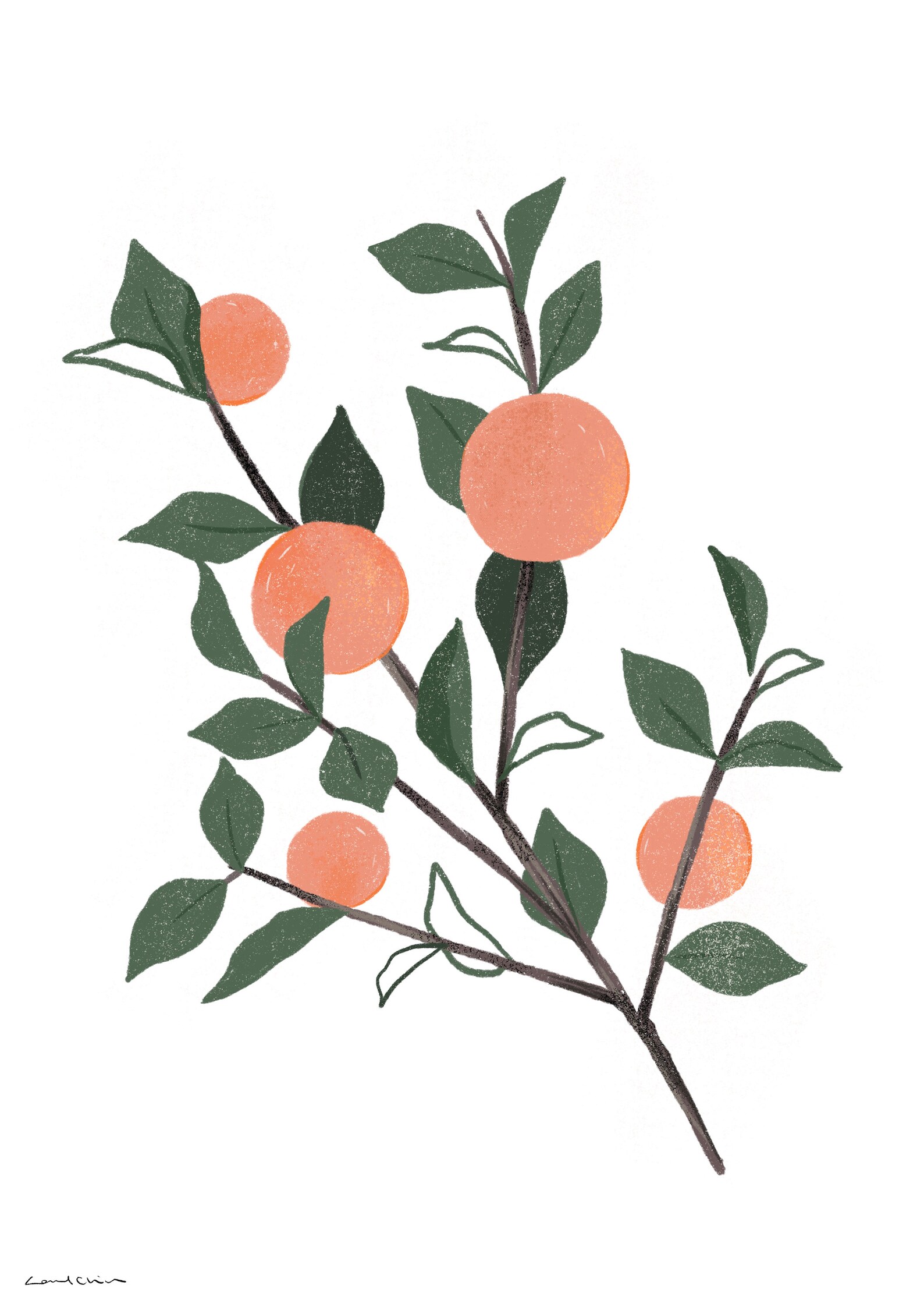 Peach Branch Print / Peach Art Print / Peach Illustration / Etsy