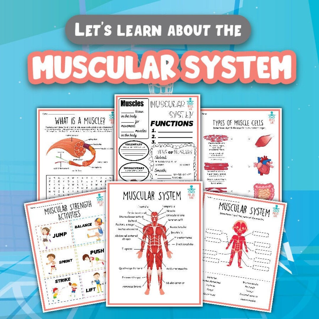 Muscular System Activity Printables - Etsy
