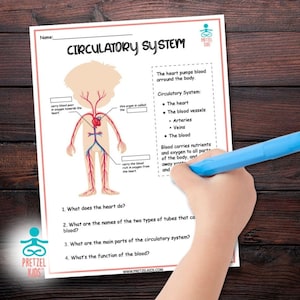 May include: A printable worksheet for children to learn about the circulatory system. The worksheet features a cartoon illustration of a person with red and blue lines representing arteries and veins. The worksheet includes questions about the heart, blood vessels, and the function of blood.