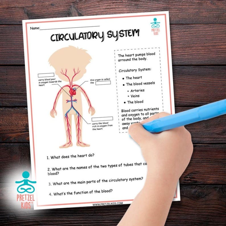 May include: A printable worksheet for children to learn about the circulatory system. The worksheet features a cartoon illustration of a person with red and blue lines representing arteries and veins. The worksheet includes questions about the heart, blood vessels, and the function of blood.