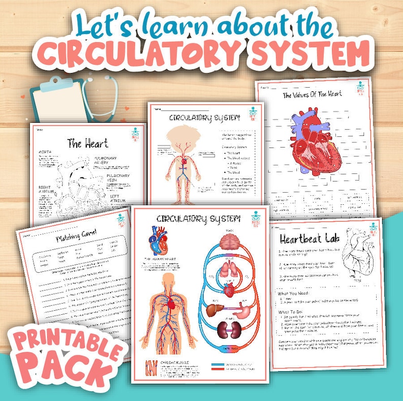 May include: Printable pack of educational worksheets about the circulatory system. The worksheets feature colourful illustrations of the heart, blood vessels, and organs. The worksheets include activities such as matching, colouring, and labelling.