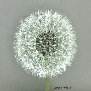 In Tact - Dandelion Clockhead Wall Art Print, Floral Wall Art, Dandelion Photograph, Photo Art, Botanical Art, Giclée Print