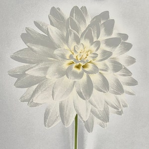 Nurtured - Dahlia Wall Art Print, Floral Wall Art, Dahlia Photograph, Photo Art, Botanical Art, Giclée Print