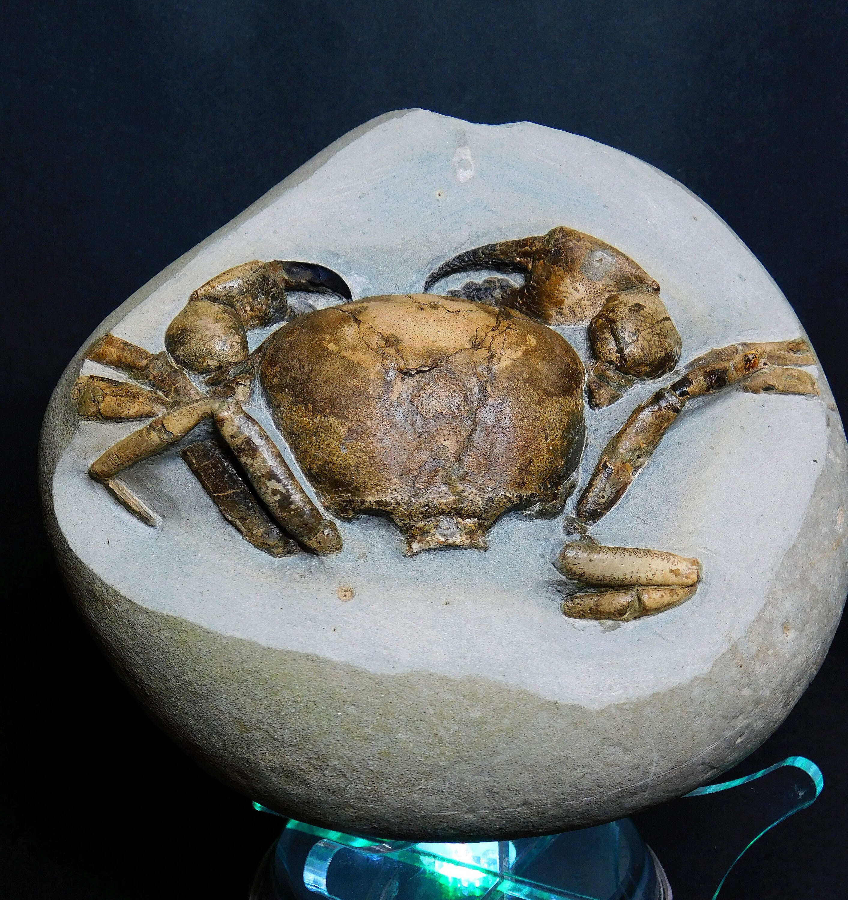 Tumidocarcinus giganteus fossil crab 16cm wide Carapace 7cm Etsy