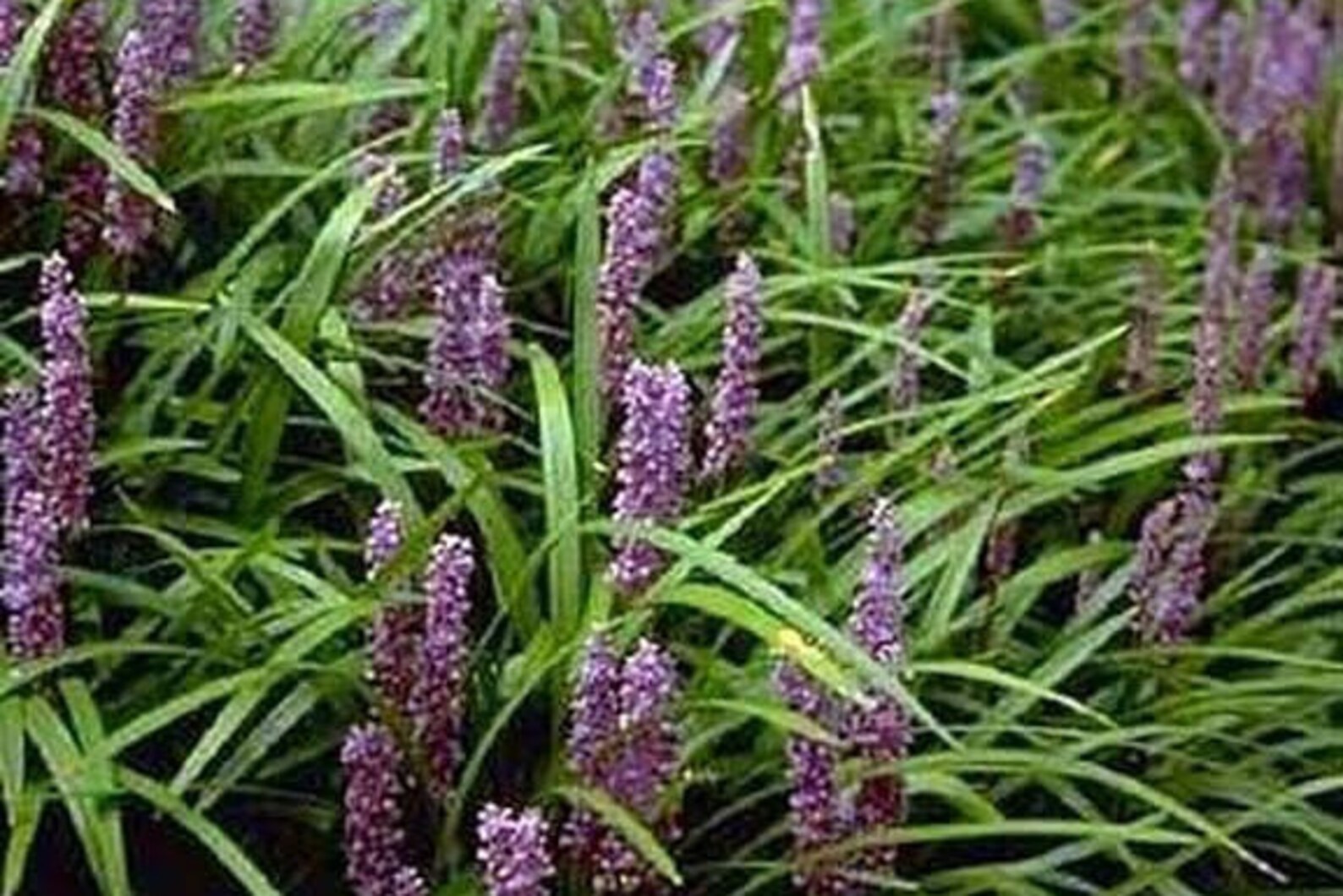 25 Fresh Liriope muscari monkey grass lilyturf seeds Etsy