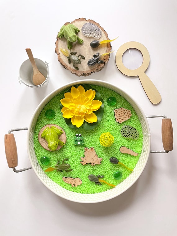 Frog Lifecycle Kit | Frog Pond | Frog Sensory Kit | Lifecycles...