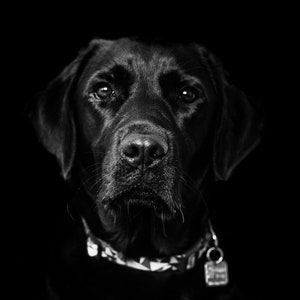 Personalised black and white photographic Pet Portrait, Custom Edits, Studio high contrast look