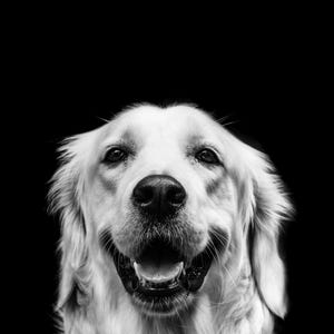 May include: Black and white portrait of a Golden Retriever dog with a happy expression. The dog's mouth is open, revealing its tongue and teeth. The dog's fur is light-colored, and the background is solid black.