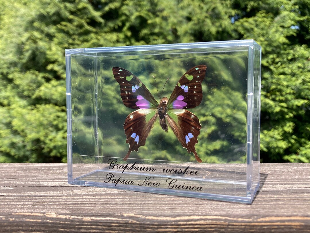 Real Purple Butterfly in 3D Acrylic Case/frame. Etsy
