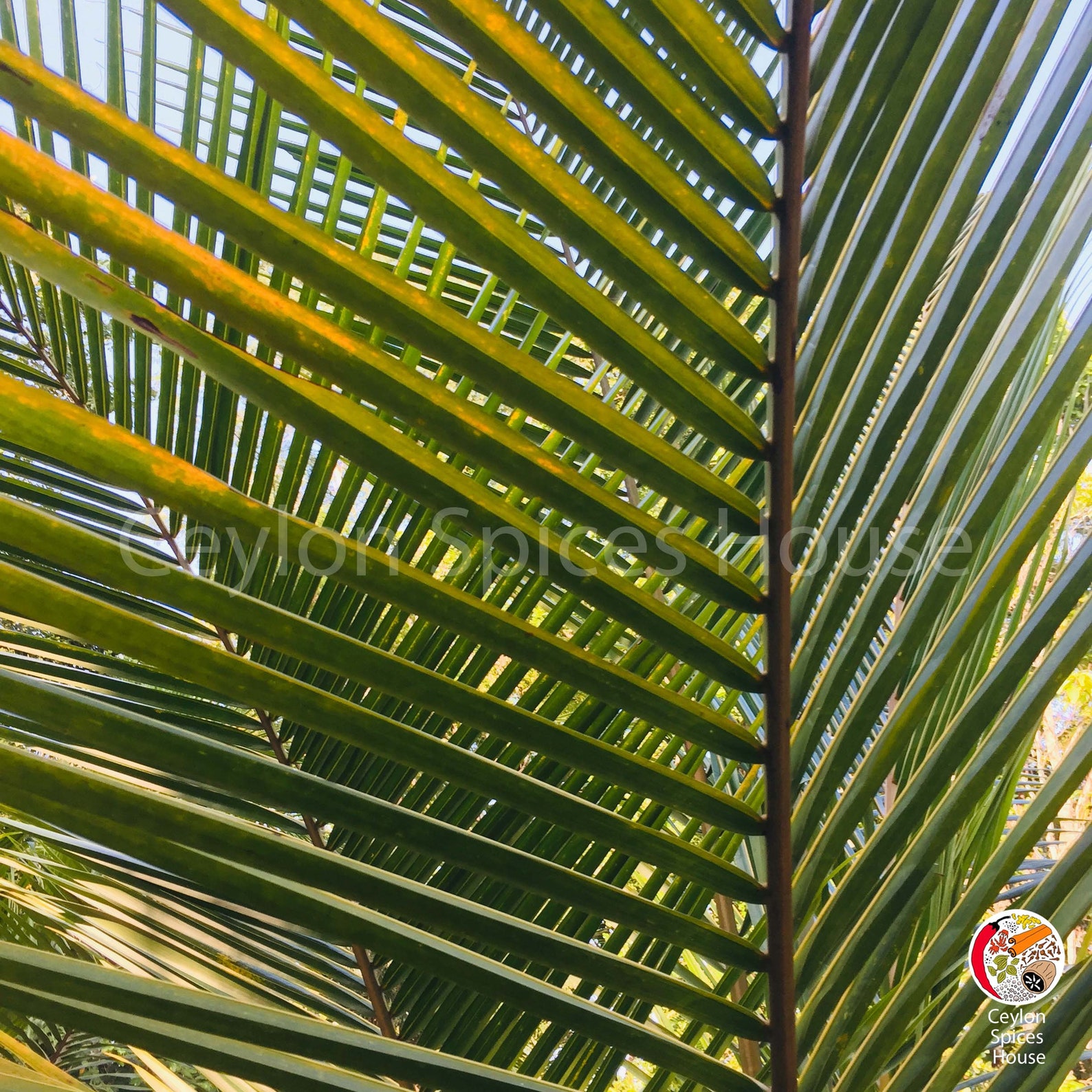 Coconut leaves Palm Coconut Fresh Dried 100 Natural Organic Etsy