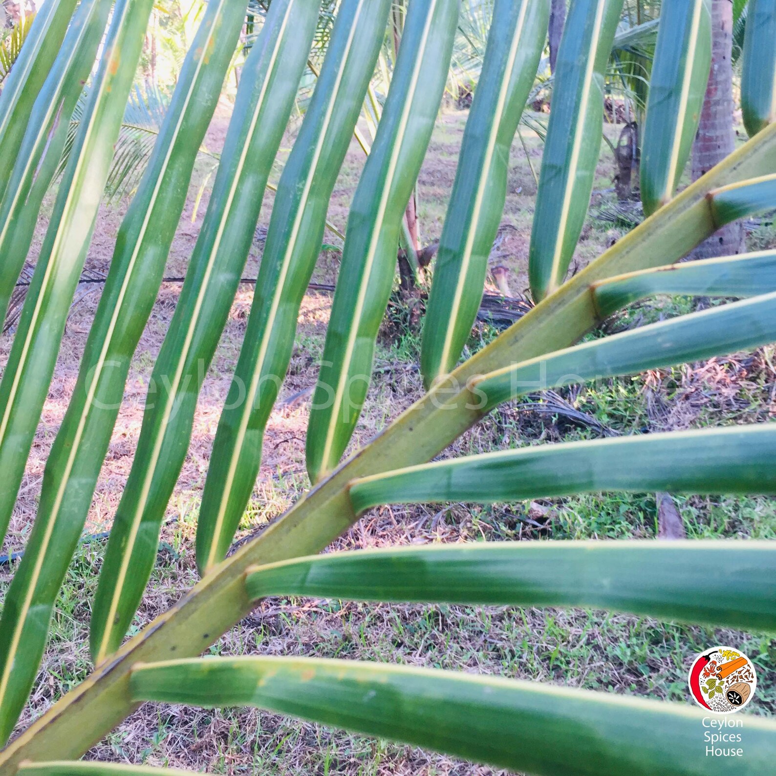 Coconut leaves Palm Coconut Fresh Dried 100 Natural Organic Etsy