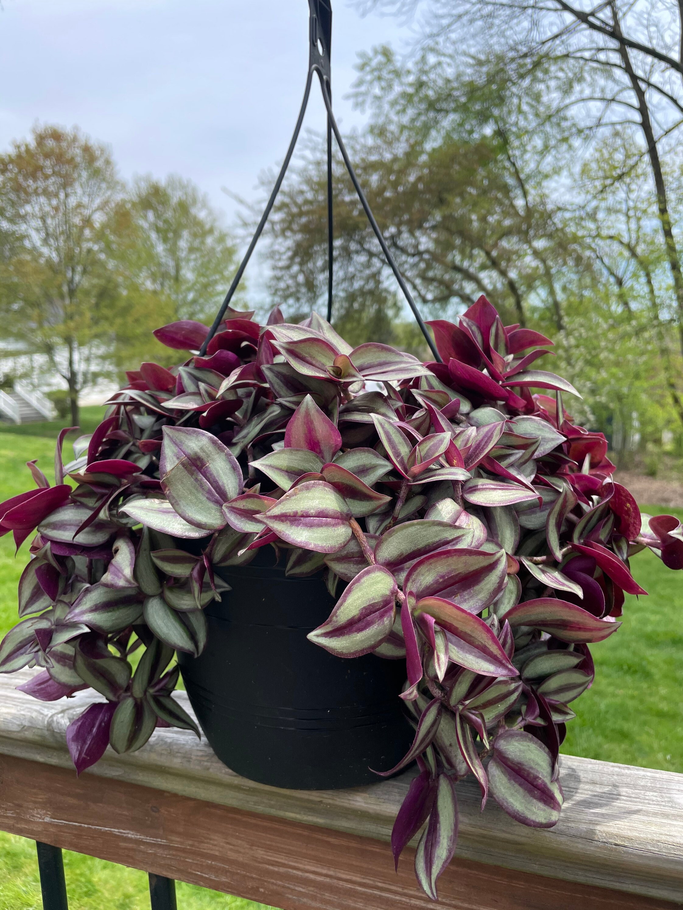Creeping Purple Heart Plant Cutting Etsy