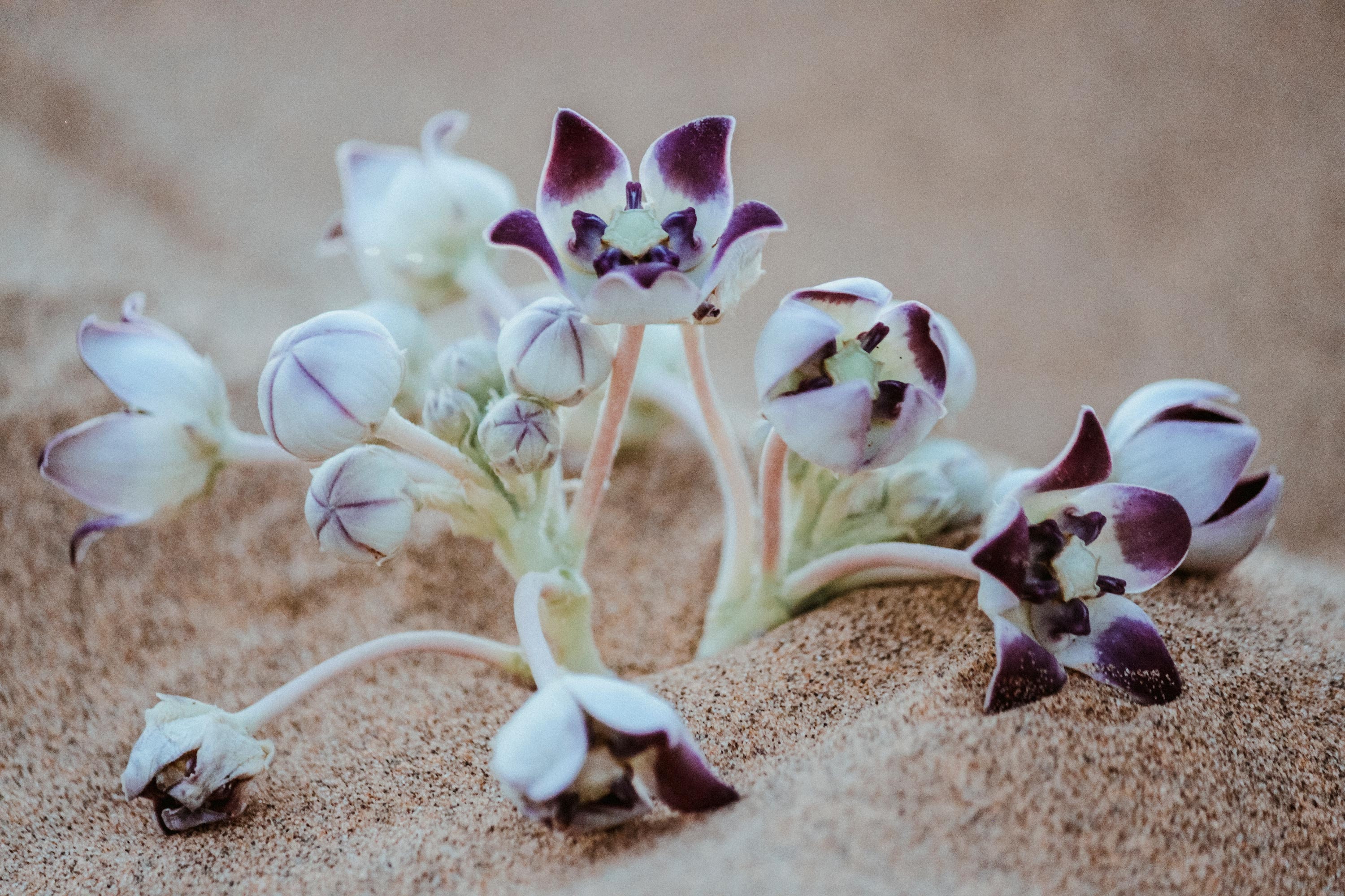 Fleur de désert fleur pourpre dunes de sable désert indien Etsy France