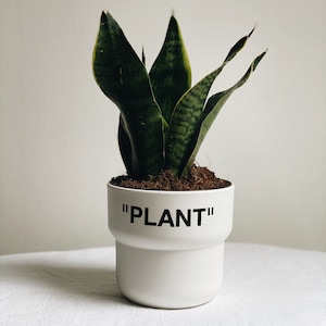 Small Sneaker Planter | "PLANT" | Hypebeast Sneakerhead Decor