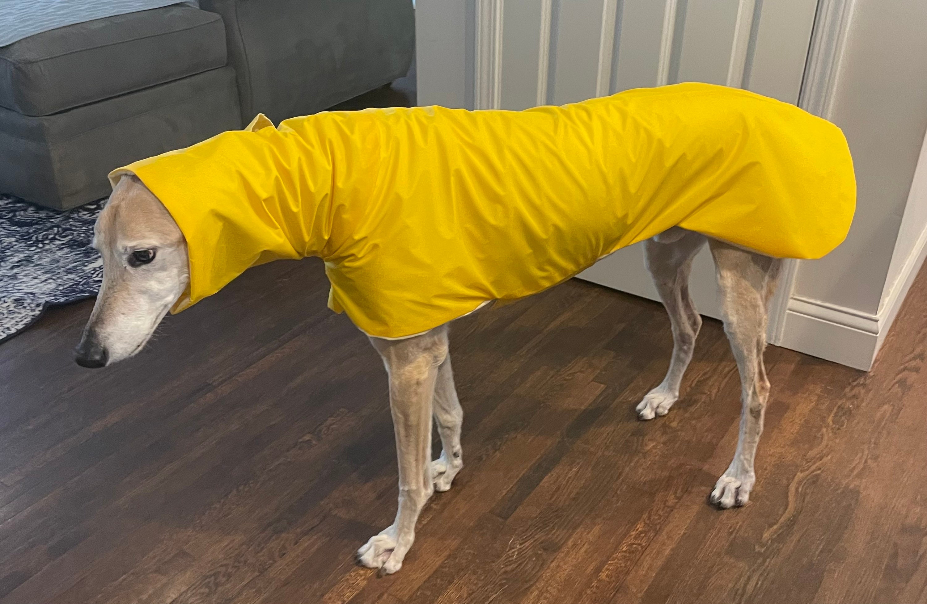 Custom Made Greyhound Rain Coat Sighthound Galgo Rain Jacket Etsy