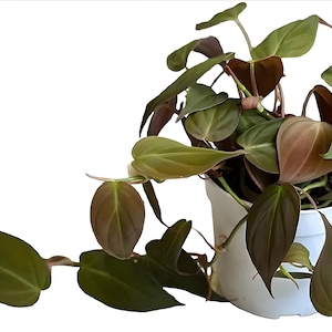 Mican Philodendron Cutting Bundle | Multiple Nodes Per Cutting | Water Propagation | LIVE Plant | Easy Care House Plant