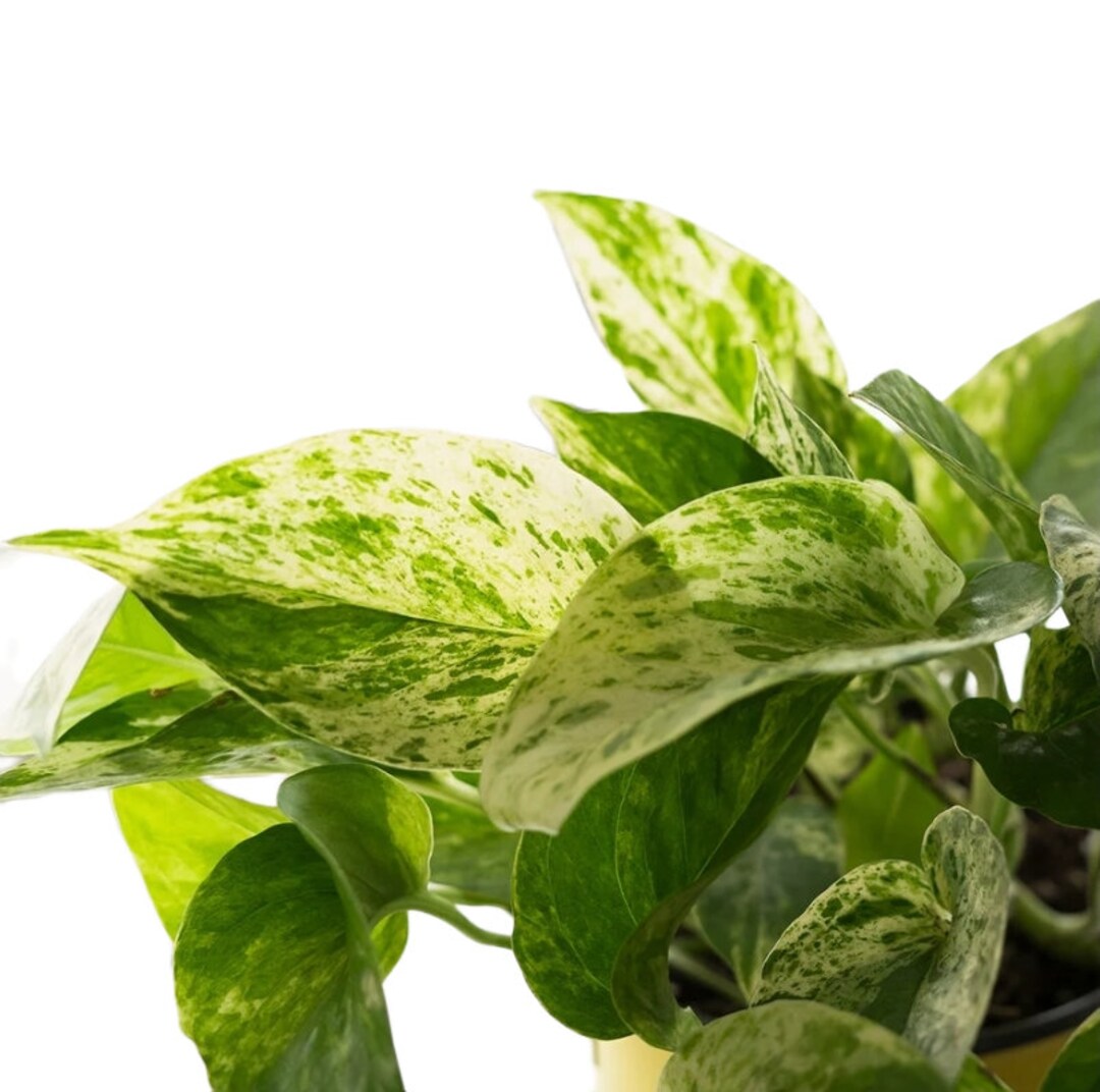 Marble Queen Pothos Cutting Bundle | Multiple Nodes per Cutting | Water ...