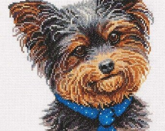 May include: A Yorkshire Terrier dog with brown, black, and gray fur wearing a blue polka dot bow tie. The dog is looking directly at the viewer with a friendly expression.