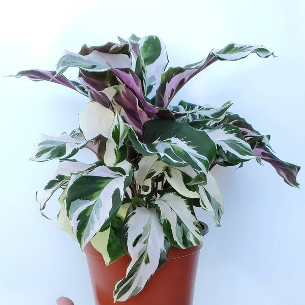 White Calathea Stella 6-inch pot.