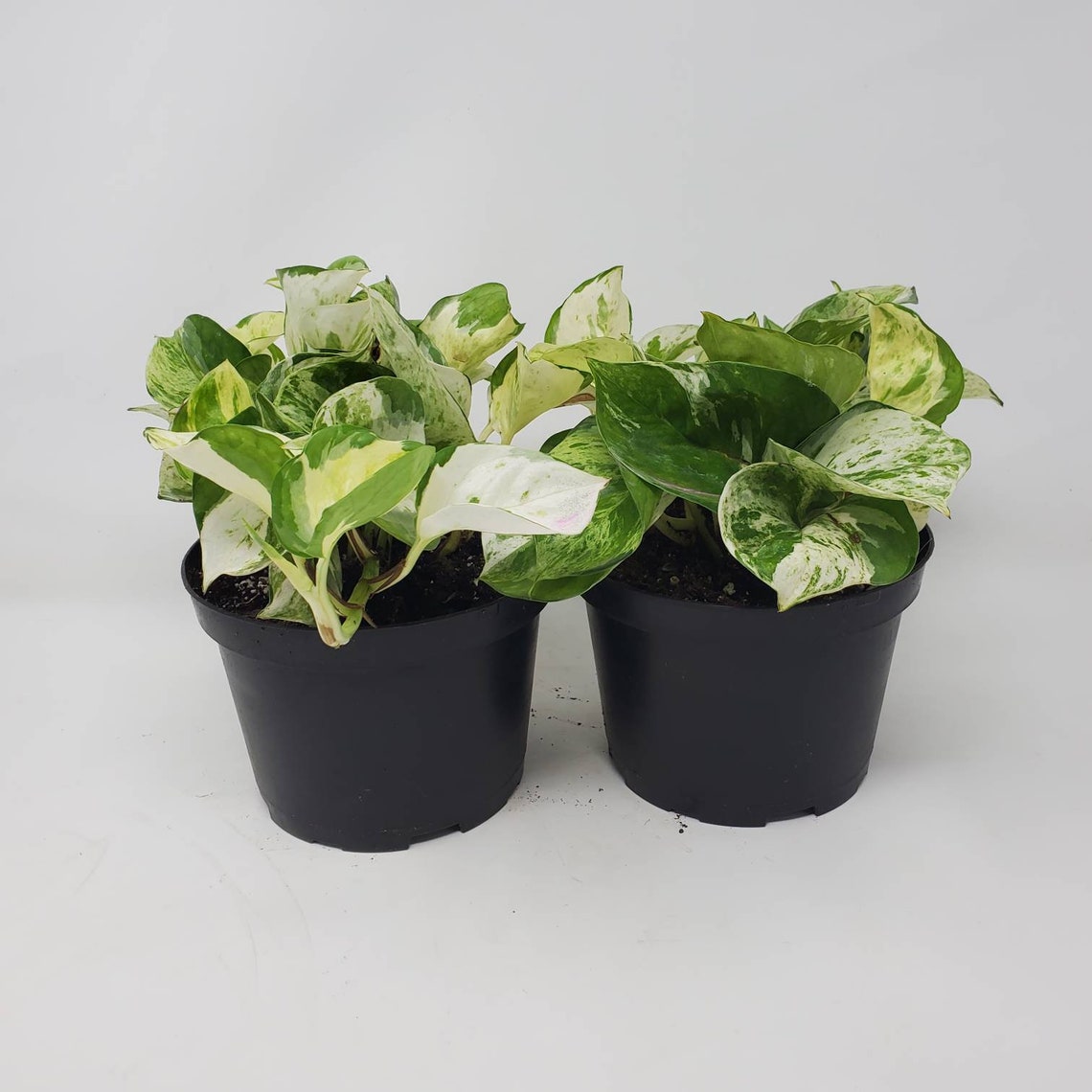 Manjula Pothos For Sale