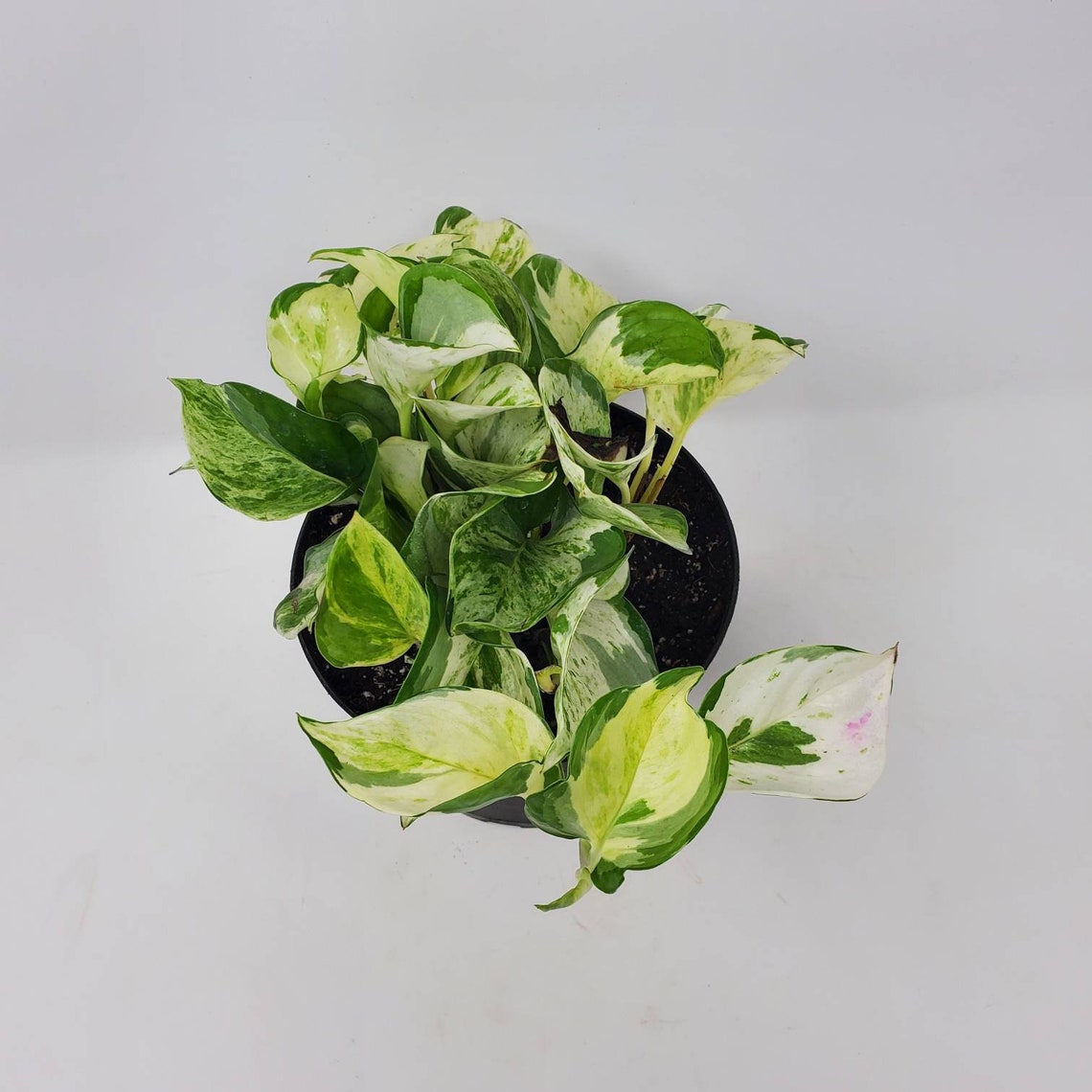 Manjula Pothos For Sale