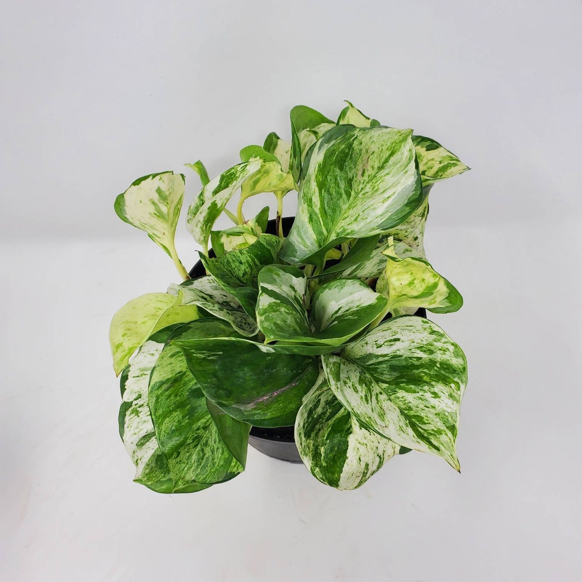 Manjula Pothos 6 Inch Pot Etsy