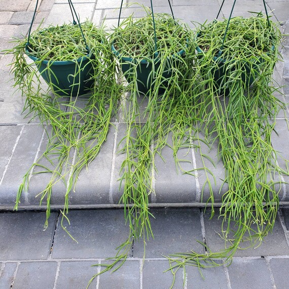 Hoya Linearis 8inch Basket Growers Choice Etsy