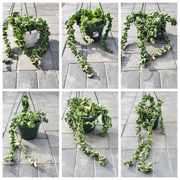 Variegated Hoya Compacta 8-inch hanging baskets