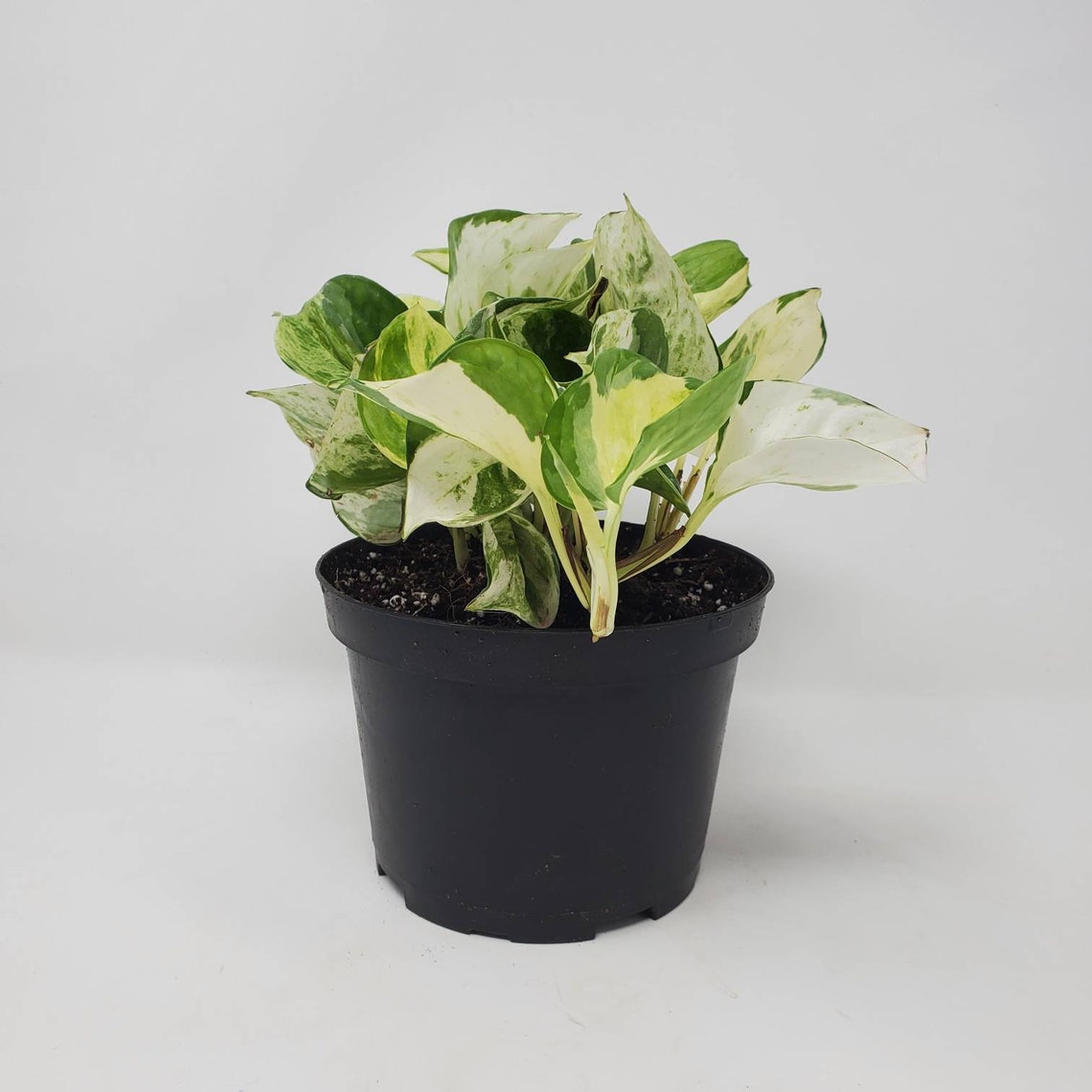 Manjula Pothos 6 Inch Pot Etsy