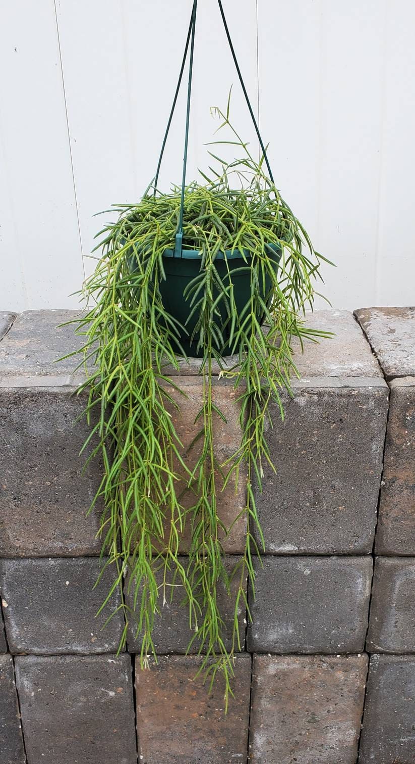 Hoya Linearis 8inch Basket Growers Choice Etsy