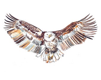 Aquila, Acquerello, stampa digitale, Animale volante, USA, Uccelli, Orizzontale, Acquerello e inchiostro