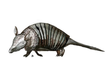 Watercolor Armadillo, Art Print, watercolor and ink, various sizes