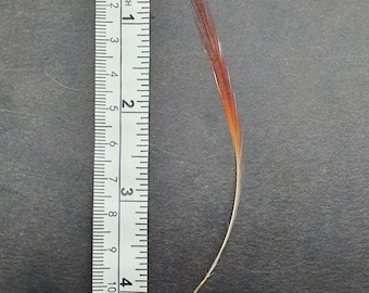 Rare red bird-of-paradise feather for collecting