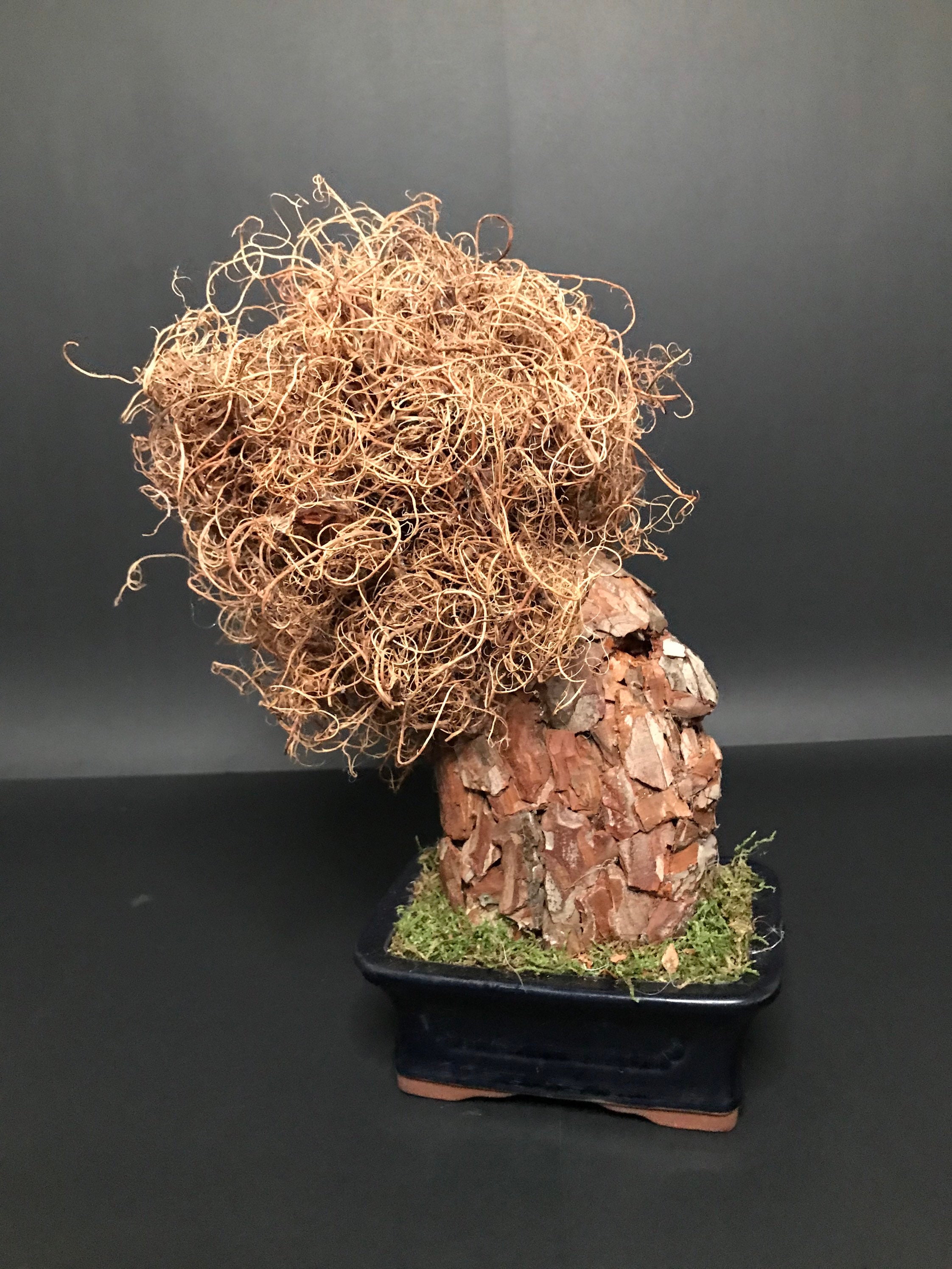 Infinite Bonsai / Preserved natural Bonsai Tree/ artificial Etsy