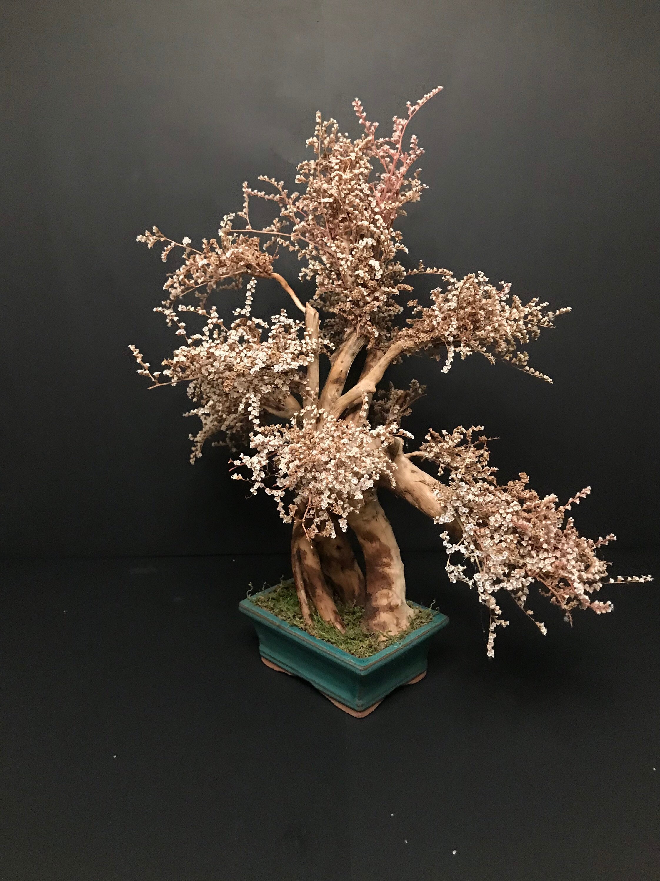 Infinite Bonsai / Preserved natural Bonsai Tree /artificial Etsy