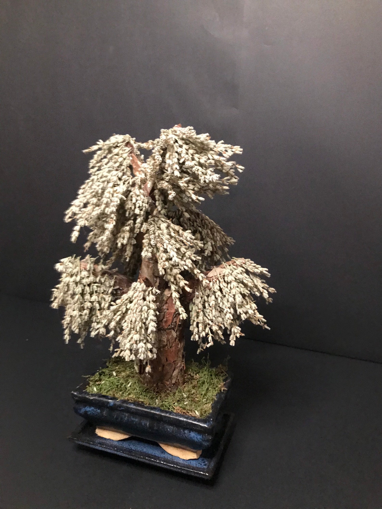 Infinite Bonsai / Lavender bonsai/ Preserved natural Bonsai Etsy