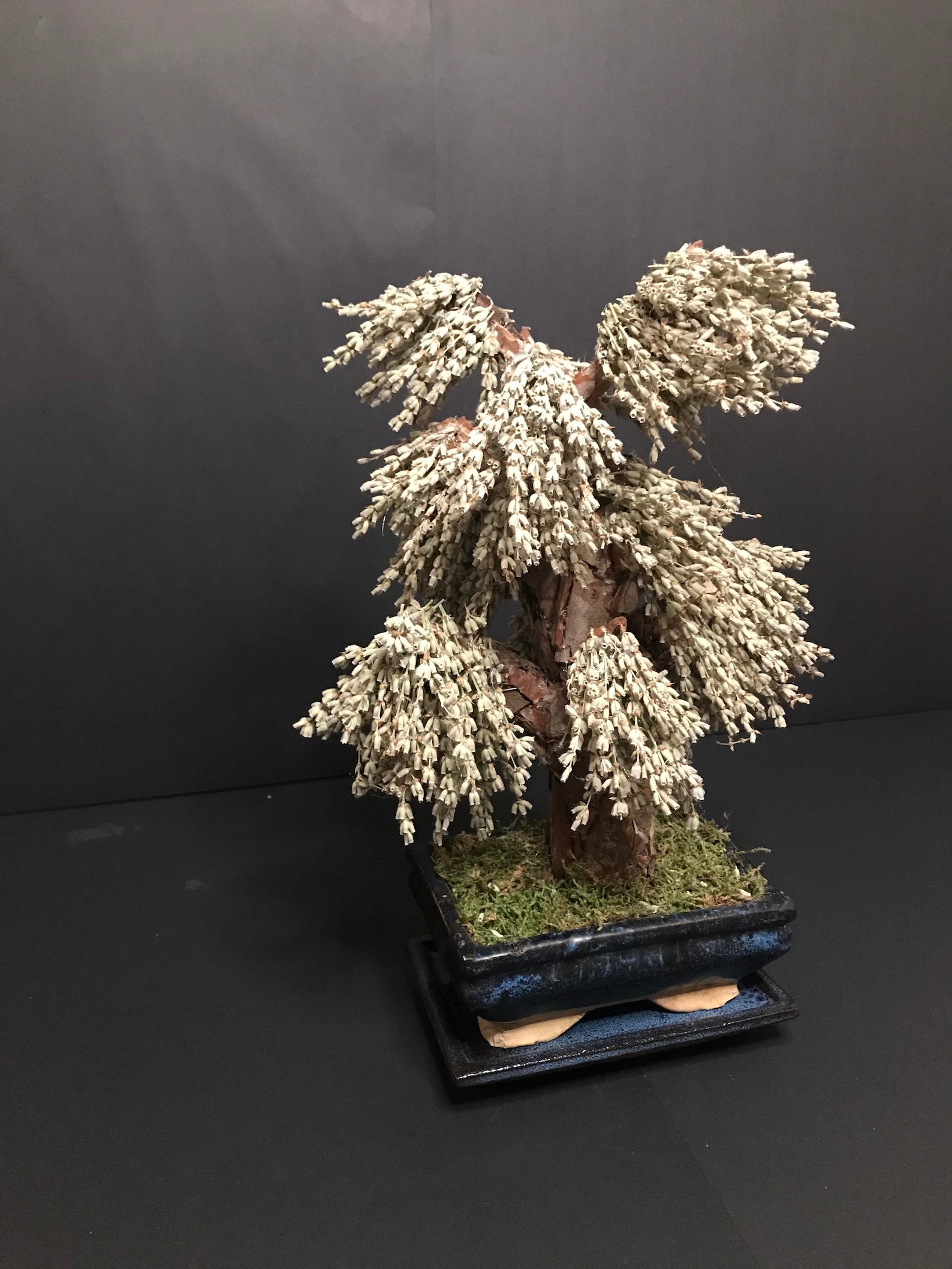 Infinite Bonsai / Lavender bonsai/ Preserved natural Bonsai Etsy