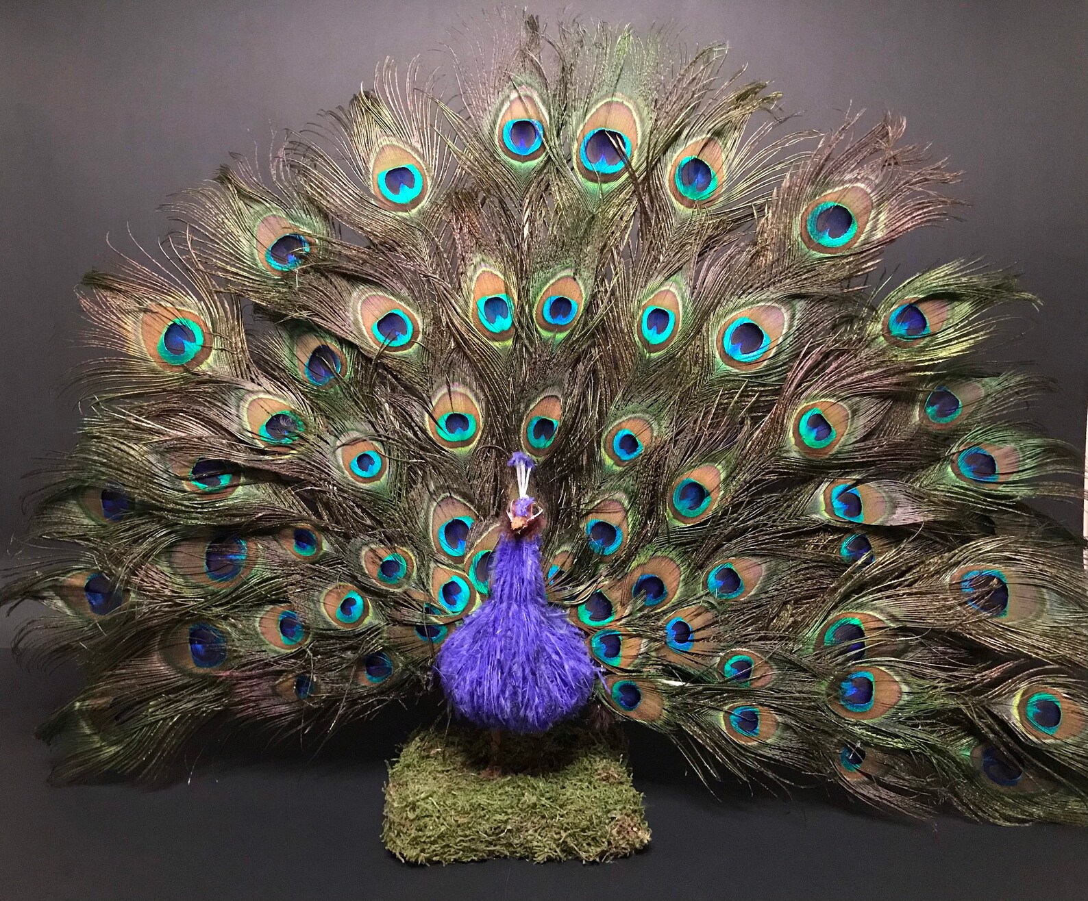 Peacock feather sculpture realistic bird gift ideas natural Etsy