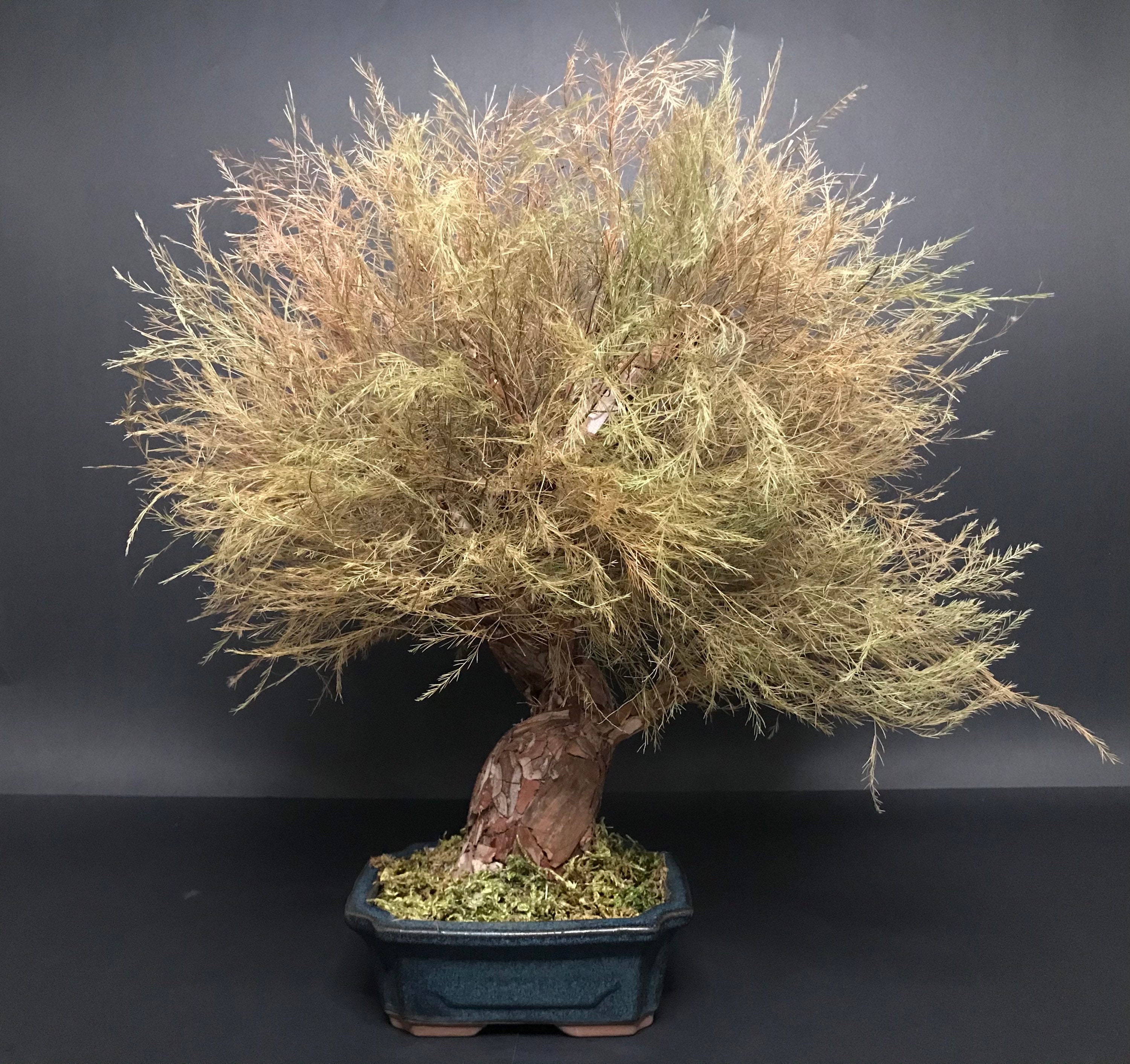 Infinite Bonsai / Preserved natural Bonsai Tree /artificial Etsy