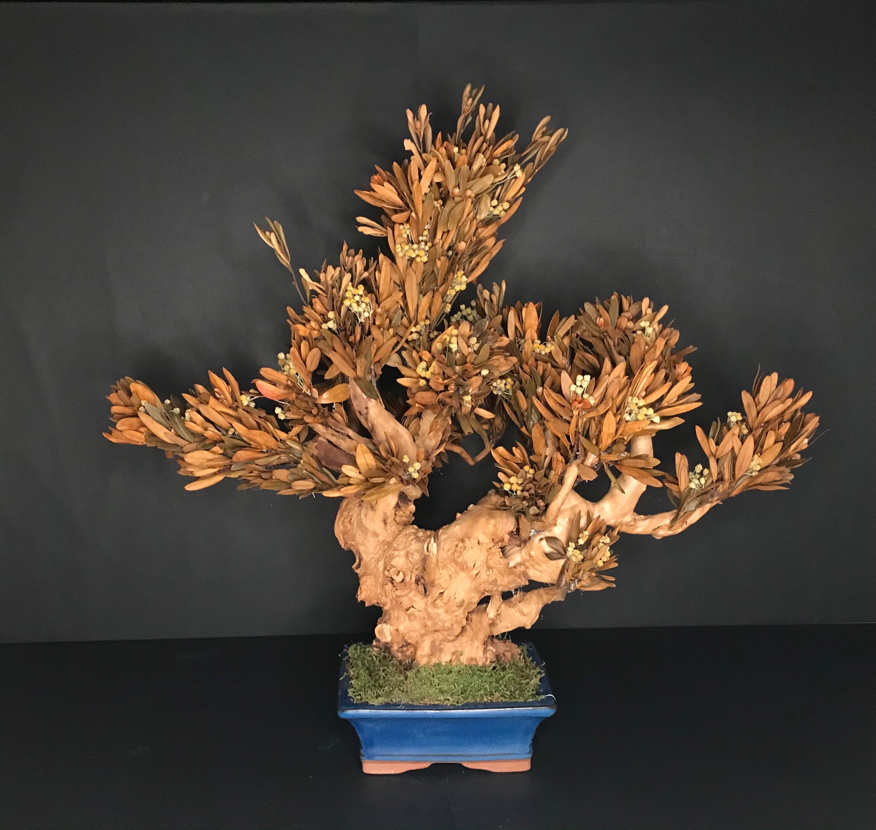 Infinite Bonsai / Árbol de Bonsái natural preservado /bonsái Etsy