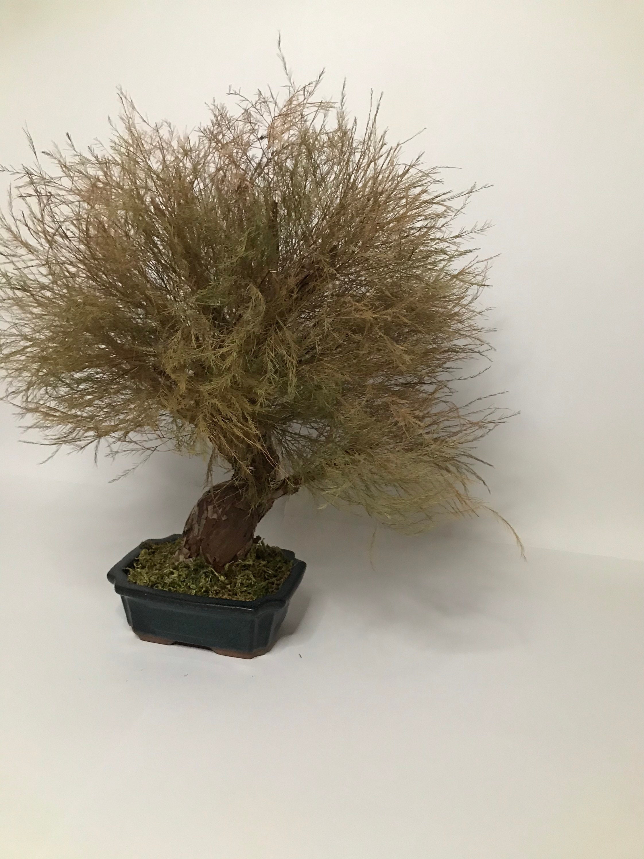 Infinite Bonsai / Preserved natural Bonsai Tree /artificial Etsy