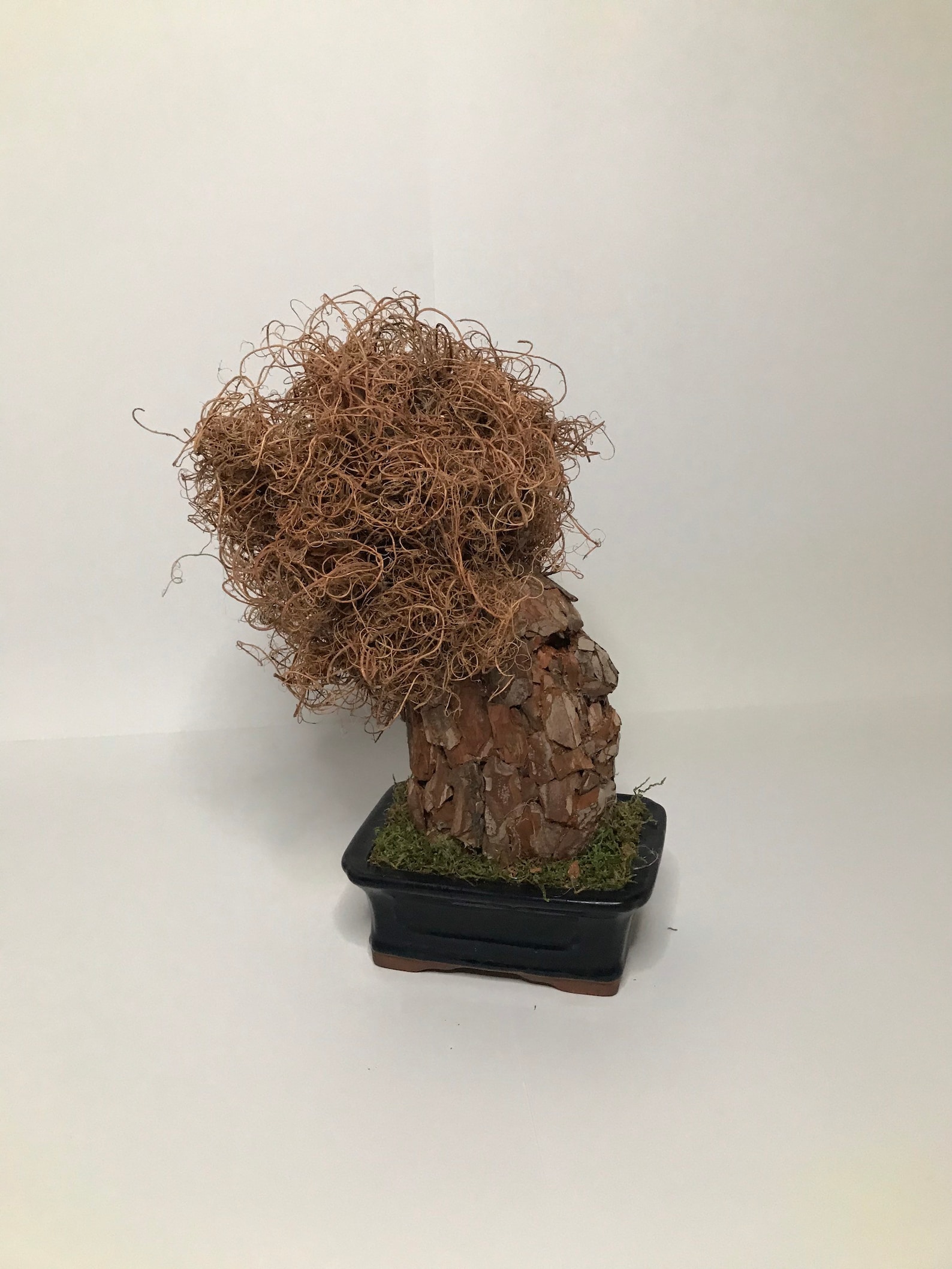 Infinite Bonsai / Preserved natural Bonsai Tree/ artificial Etsy