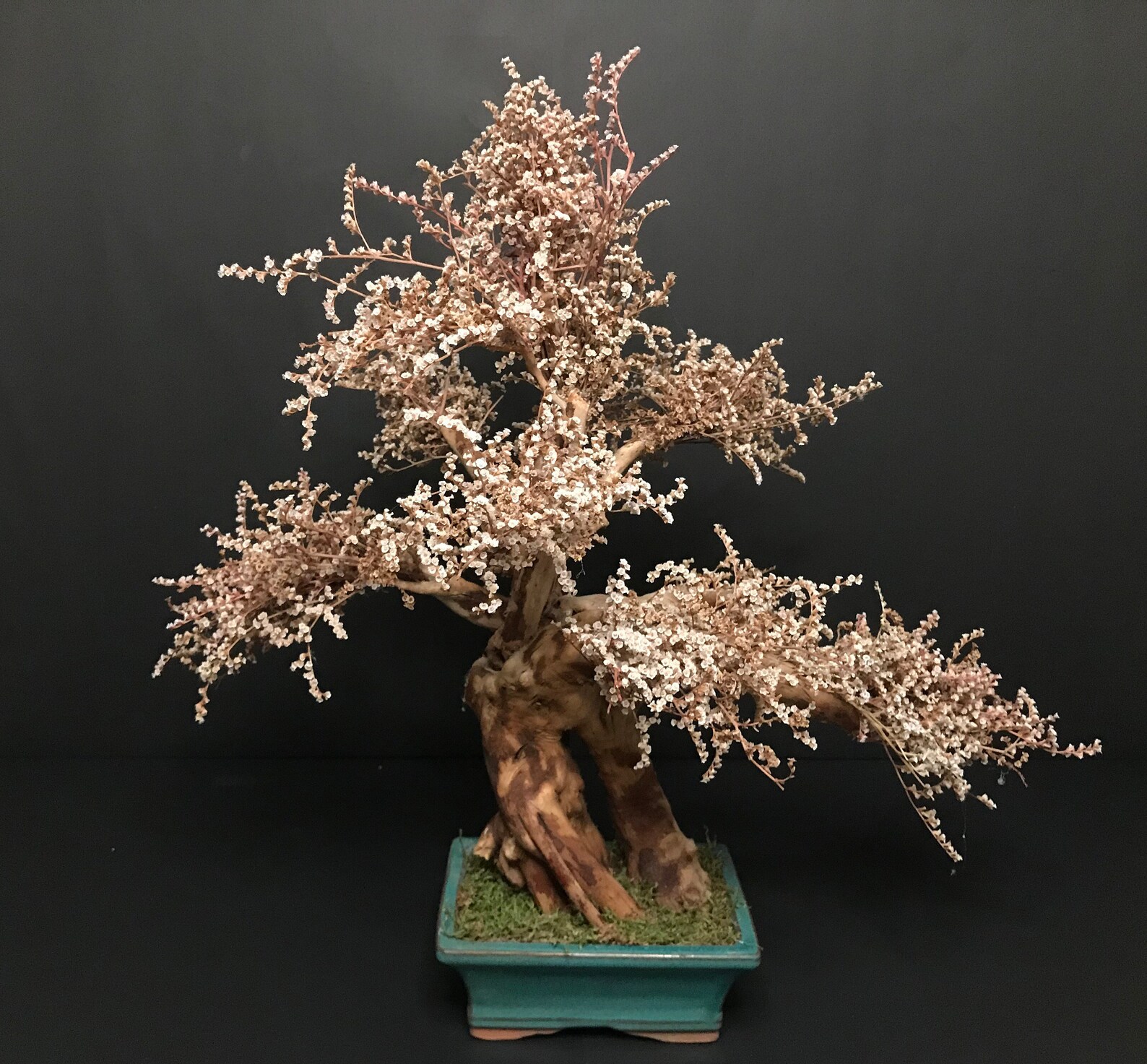 Infinite Bonsai / Preserved natural Bonsai Tree /artificial Etsy